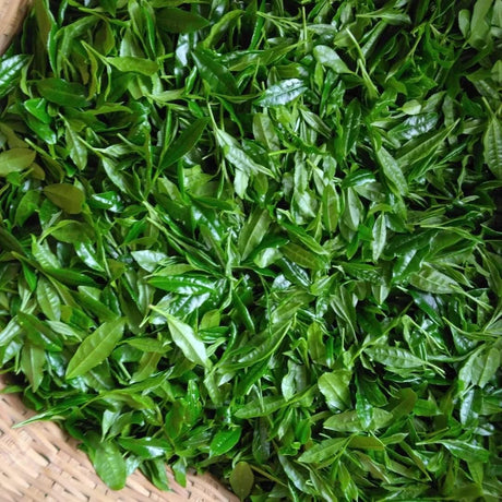 Teal leaf hand picking Kuma Tea Garden: Yamecha Saemidori Heritage Grade Gyokuro Tenkaichi - 71st All Japan Tea Competition Grand Prize Winning Garden - yumenet.live 