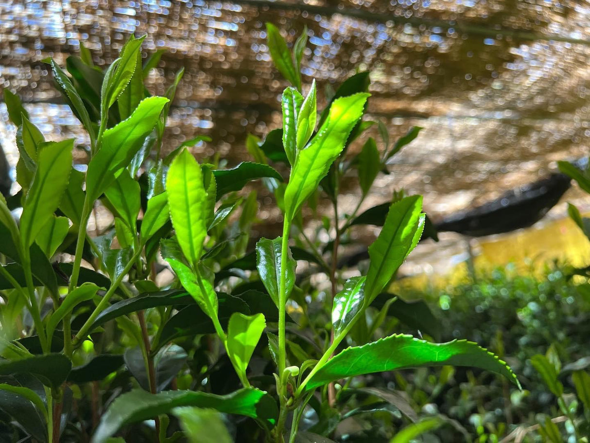 #0065.F2 栗原茶：匠の技 - 栗原遺産玉露