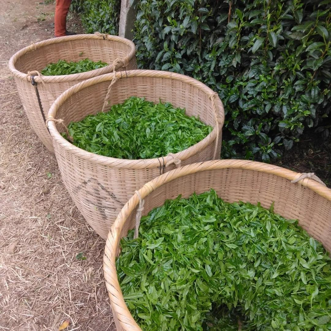 Teal leaf hand picking Kuma Tea Garden: Yamecha Saemidori Heritage Grade Gyokuro Tenkaichi - 71st All Japan Tea Competition Grand Prize Winning Garden - yumenet.live 