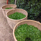 Teal leaf hand picking Kuma Tea Garden: Yamecha Saemidori Heritage Grade Gyokuro Tenkaichi - 71st All Japan Tea Competition Grand Prize Winning Garden - yumenet.live 