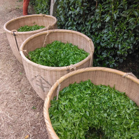 Teal leaf hand picking Kuma Tea Garden: Yamecha Saemidori Heritage Grade Gyokuro Tenkaichi - 71st All Japan Tea Competition Grand Prize Winning Garden - yumenet.live 