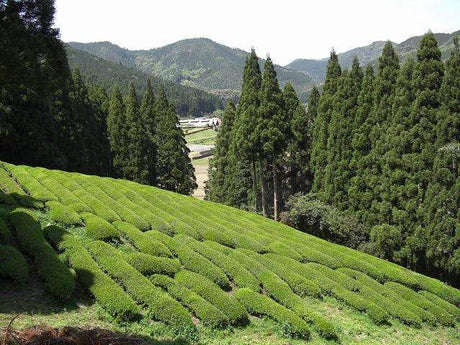Kajihara Tea Garden: #01 2022 Densho Premium, Kamairicha Green Tea from Kumamoto 伝承プレミアム 釜炒り茶 - yumenet.live