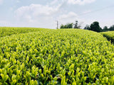 Kaneroku Matsumoto Tea Garden: 2022 Shincha - Limited Edition - Ohashiri 大走り新茶 - yumenet.live