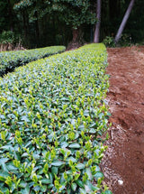 Kanes Tea: 2022 First Flush Black Tea Wakocha, Makinohara-wase Single Cultivar - yumenet.live