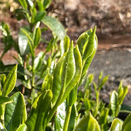 Kanes Tea: 2022 Handpicked First Flush Black Tea Wakocha, Shoushun Single Cultivar - yumenet.live