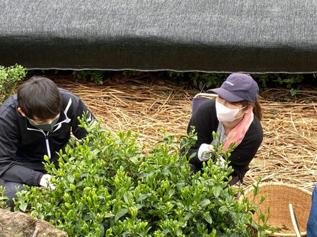 Kanes Tea: 2022 Handpicked First Flush Black Tea Wakocha, Shoushun Single Cultivar - yumenet.live