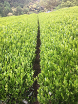 Kiyosawa Tea Gardens: Shizuoka Spring Asamushi Sencha by Farmer Sugiyama Yachiyo - yumenet.live
