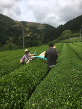 Kiyosawa Tea Gardens: Shizuoka Spring Asamushi Sencha by Farmer Sugiyama Yachiyo - yumenet.live
