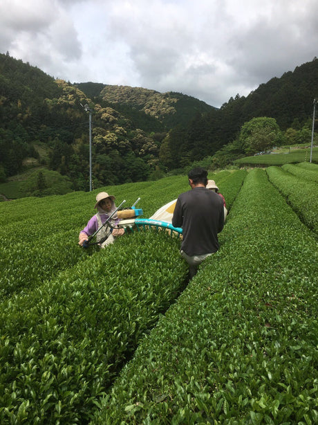 Kiyosawa Tea Gardens: Shizuoka Spring Asamushi Sencha by Farmer Sugiyama Yachiyo - yumenet.live