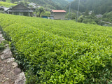 Kiyosawa Tea Gardens: Shizuoka Spring Asamushi Sencha by Farmer Sugiyama Yachiyo - yumenet.live