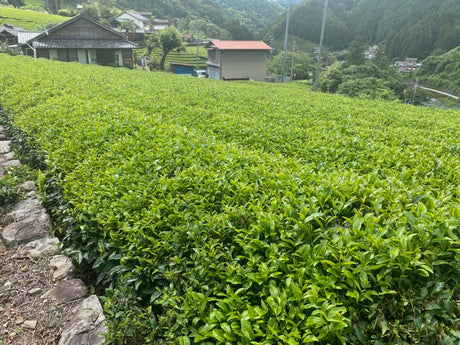 Kiyosawa Tea Gardens: Shizuoka Spring Asamushi Sencha by Farmer Sugiyama Yachiyo - yumenet.live
