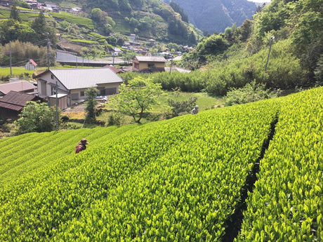 Kiyosawa Tea Gardens: Shizuoka Spring Asamushi Sencha by Farmer Sugiyama Yachiyo - yumenet.live