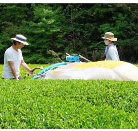 Kiyosawa Tea Gardens: Shizuoka Spring Asamushi Sencha by Konagai Chizuko - yumenet.live