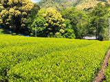 Kiyosawa Tea Gardens: Shizuoka Spring Asamushi Sencha by Konagai Chizuko - yumenet.live