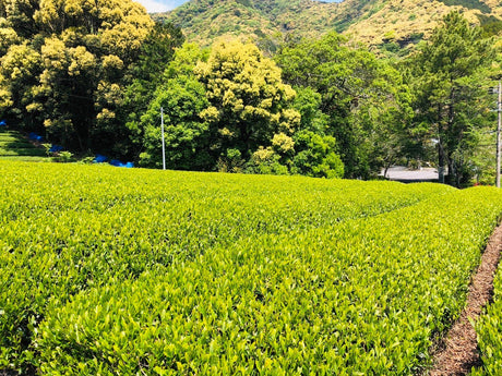 Kiyosawa Tea Gardens: Shizuoka Spring Asamushi Sencha by Konagai Chizuko - yumenet.live
