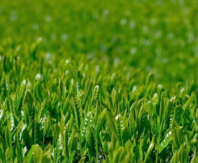 Kiyosawa Tea Gardens: Shizuoka Spring Asamushi Sencha by Konagai Chizuko - yumenet.live