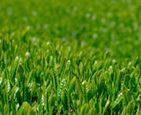 Kiyosawa Tea Gardens: Shizuoka Spring Asamushi Sencha by Konagai Chizuko - yumenet.live