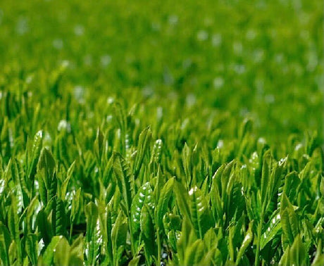 Kiyosawa Tea Gardens: Shizuoka Spring Asamushi Sencha by Konagai Chizuko - yumenet.live