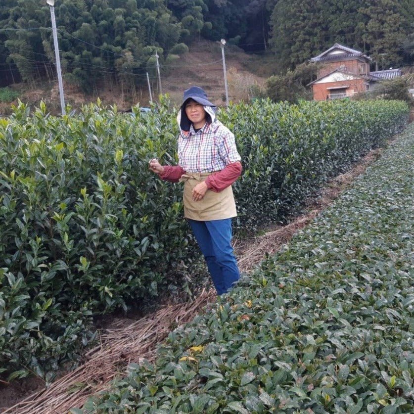 Kiyosawa Tea Gardens: Shizuoka Spring Kukihojicha Roasted Green Tea Leaf Stems by Farmer Kajiyama Yukako - yumenet.live