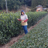 Kiyosawa Tea Gardens: Shizuoka Spring Kukihojicha Roasted Green Tea Leaf Stems by Farmer Kajiyama Yukako - yumenet.live