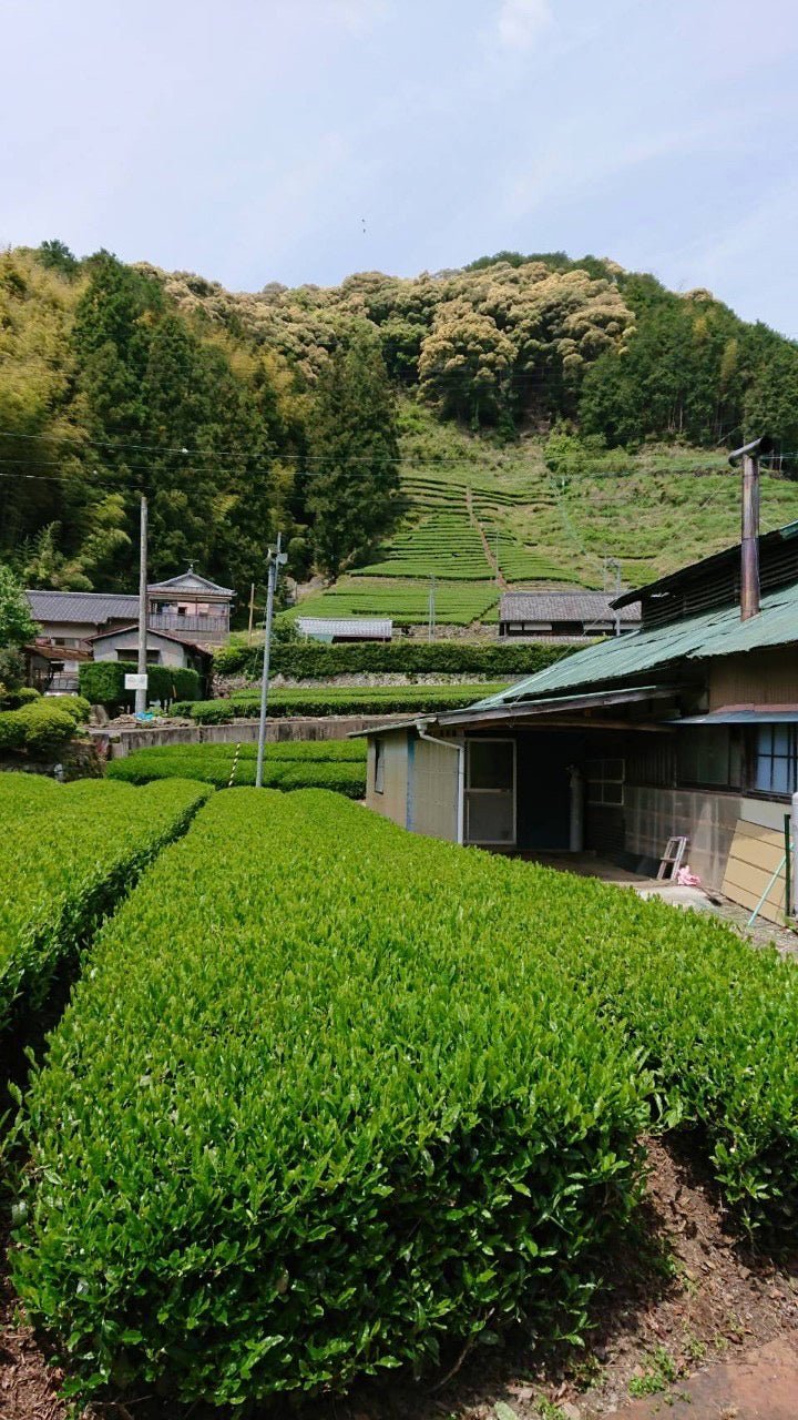 Kiyosawa Tea Gardens: Shizuoka Spring Kukihojicha Roasted Green Tea Leaf Stems by Farmer Kajiyama Yukako - yumenet.live