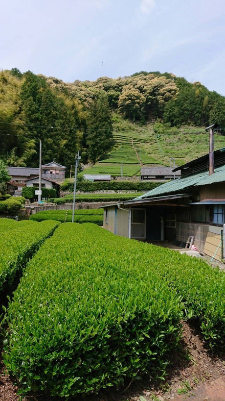 Kiyosawa Tea Gardens: Shizuoka Spring Kukihojicha Roasted Green Tea Leaf Stems by Farmer Kajiyama Yukako - yumenet.live