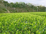 Kuma Tea Garden: 2022 Saemidori Imperial Mountain-Grown Yame Sencha 奥八女上陽茶さえみどり - yumenet.live