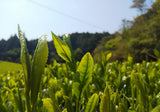 Kuma Tea Garden: 2022 Yamecha Mountain-Grown Fukamushicha Yabukita & Okuyutaka Blend - yumenet.live