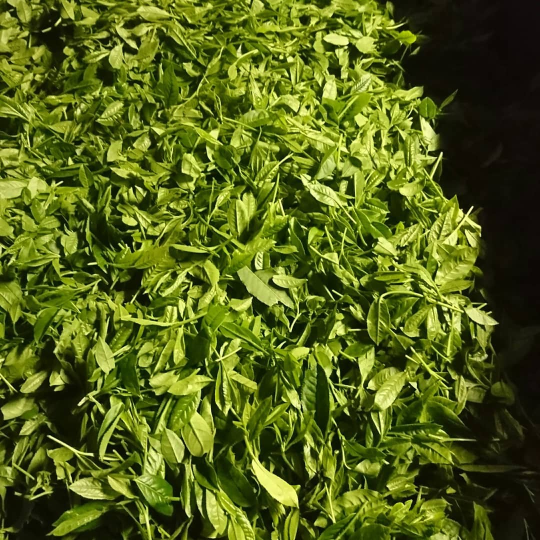 Kuma Tea Garden: Yamecha Mountain-Grown First Flush Benihikari Black Tea - yumenet.live