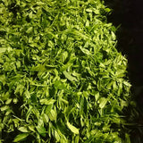 Kuma Tea Garden: Yamecha Mountain-Grown First Flush Benihikari Black Tea - yumenet.live