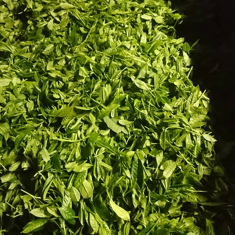 Kuma Tea Garden: Yamecha Mountain-Grown First Flush Benihikari Black Tea - yumenet.live