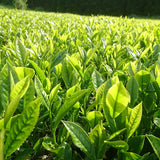Kuma Tea Garden: Yamecha Mountain-Grown First Flush Benihikari Black Tea - yumenet.live