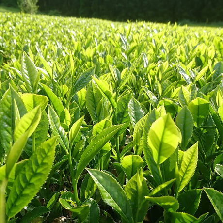 Kuma Tea Garden: Yamecha Mountain-Grown First Flush Benihikari Black Tea - yumenet.live