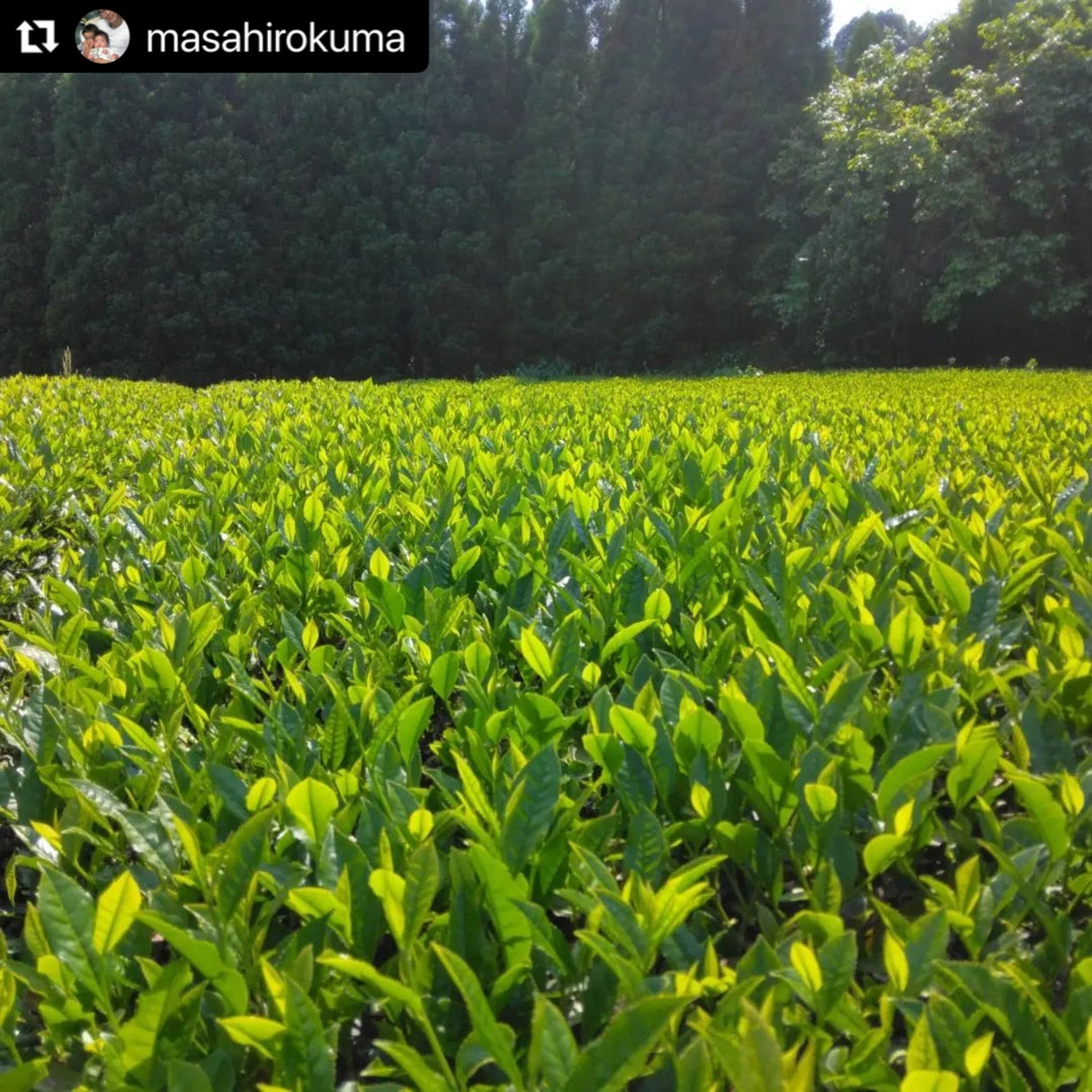 Kuma Tea Garden: Yamecha Mountain-Grown First Flush Benihikari Black Tea - yumenet.live