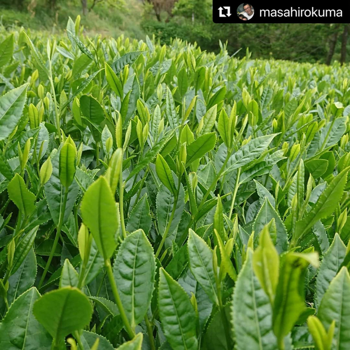 Kuma Tea Garden: Yamecha Mountain-Grown First Flush Spring Benifuuki Black Tea. - yumenet.live