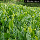 Kuma Tea Garden: Yamecha Mountain-Grown First Flush Spring Benifuuki Black Tea. - yumenet.live