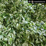 Kuma Tea Garden: Yamecha Mountain-Grown First Flush Spring Benifuuki Black Tea. - yumenet.live