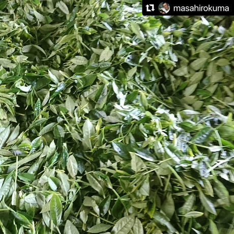 Kuma Tea Garden: Yamecha Mountain-Grown First Flush Spring Benifuuki Black Tea. - yumenet.live