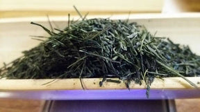 Kuma Tea Garden: Yamecha Saemidori Heritage Grade Gyokuro Tenkaichi - 71st All Japan Tea Competition Grand Prize Winning Garden - yumenet.live