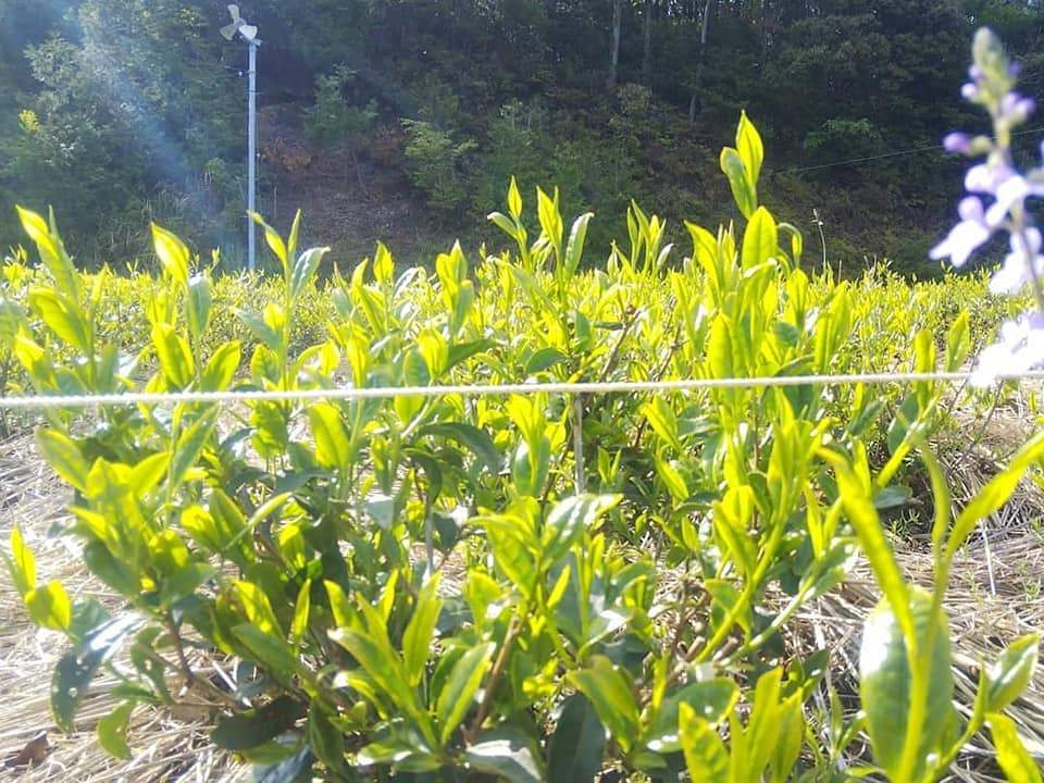 Kuma Tea Gardens: Mountain-Grown Yame Sencha, Single Cultivar Kirari 31 - yumenet.live