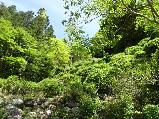 Kunitomo: Riguricha Ryu - The Mountain Dragon - Handpicked, Wild Kamairicha りぐり茶 龍 - yumenet.live