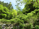 Kunitomo: Riguricha Ryu - The Mountain Dragon - Handpicked, Wild Kamairicha りぐり茶 龍 - yumenet.live