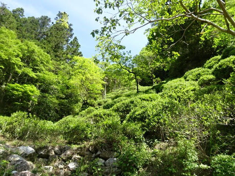 Kunitomo: Riguricha Ryu - The Mountain Dragon - Handpicked, Wild Kamairicha りぐり茶 龍 - yumenet.live