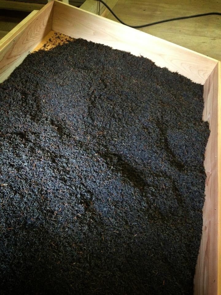 Kurihara Tea #14: Oku Yame Black Tea Kurenai Yametsuhime 奥八女紅茶 紅 ∙ 八女津媛 - yumenet.live