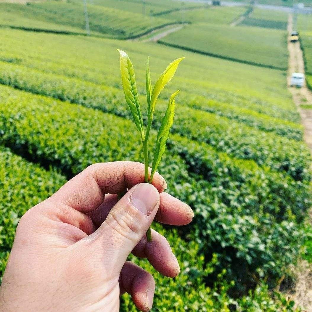 Kurihara Tea #17: 2022 Okuhikari Yame Sencha おくひかり - yumenet.live