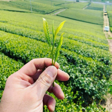 Kurihara Tea #22: Hachijyuhachiya Shincha - May 1st, 2022, Harvested Sencha 八十八夜新茶 - yumenet.live
