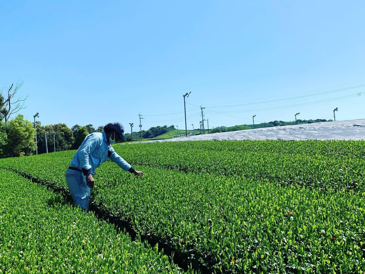 Kurihara Tea #25: 2022 Single Cultivar Yame Sencha - Kirari 31 単一品種八女煎茶きらり31 - yumenet.live