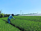 Kurihara Tea #25: 2022 Single Cultivar Yame Sencha - Kirari 31 単一品種八女煎茶きらり31 - yumenet.live