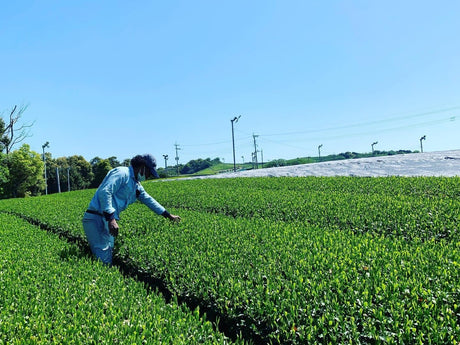 Kurihara Tea #25: 2022 Single Cultivar Yame Sencha - Kirari 31 単一品種八女煎茶きらり31 - yumenet.live