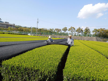 Marushige Shimizu Tea Farm: 2022 Kabusecha Shaded Green Tea, Saemidori さえみどり - yumenet.live